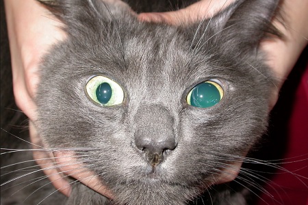 glaucoma gatto occhi