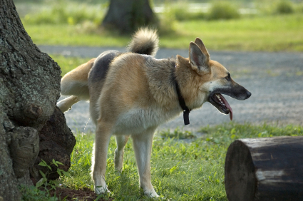 German Shepherd Peeing