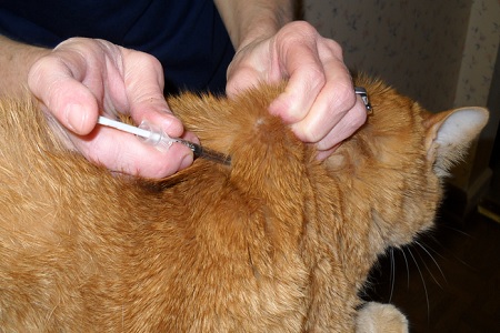iniezione gatto insulina sottocutanea