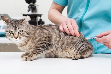 iniezione vaccino al gatto nella piena inguine sarcoma
