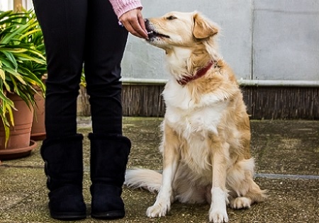 insegnare al cane a stare al passo