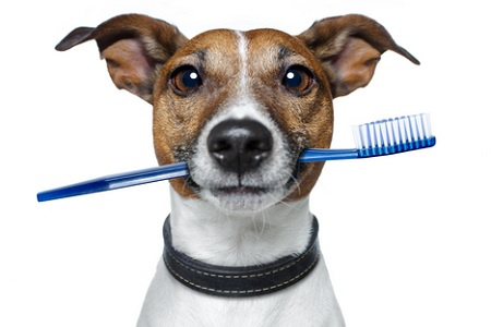 lavare denti al cane spazzolino