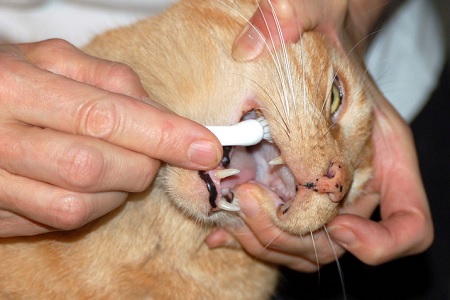 lavare denti al gatto spazzolino