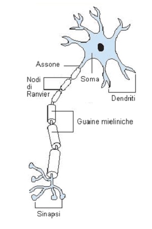 neurone