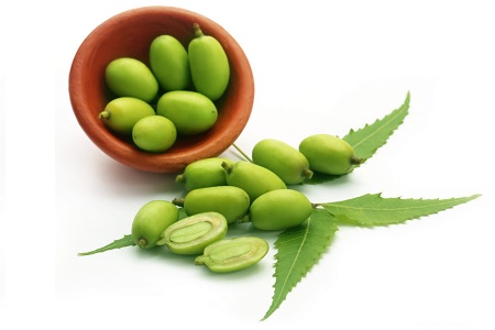 olio di neem nim azadirachta indica