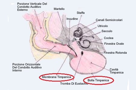 orecchio cane interno