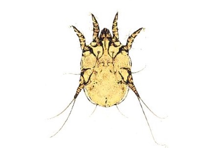 otodectes cynotis rogna otodettica