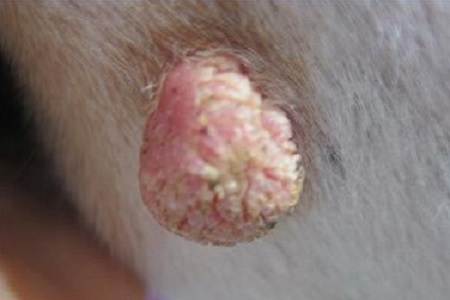 papilloma cutaneo cane gatto
