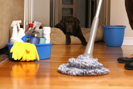 pulire casa pavimenti lavare cane
