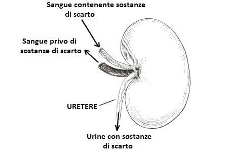 reni del gatto urine