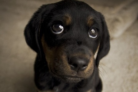 sguardo cane cucciolo