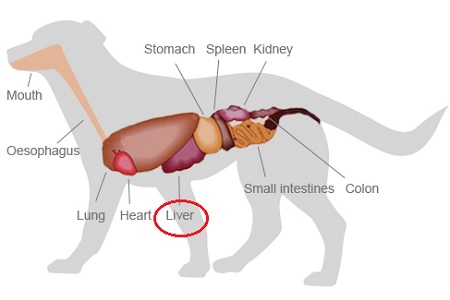 stomaco cuore polmoni intestino reni organi anatomia cane
