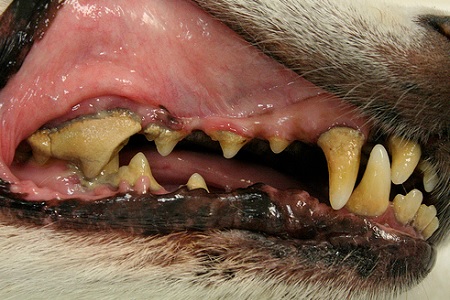 tartaro cane gatto denti detartrasi