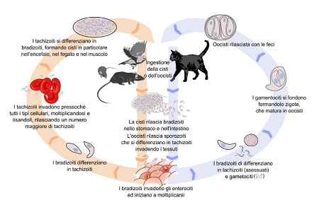 toxoplasmosi ciclo biologico