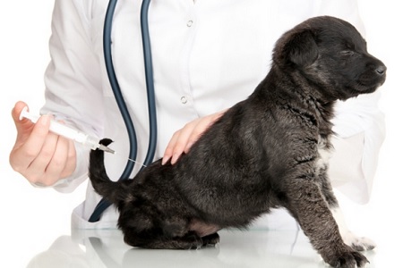 vaccino cucciolo cane