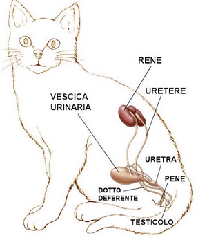 vie urinarie gatto