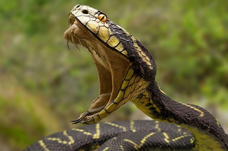 vipera denti veleno