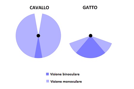 visione monoculare binoculare cavallo gatto