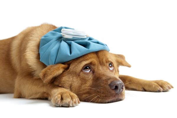 Cliniche Veterinarie