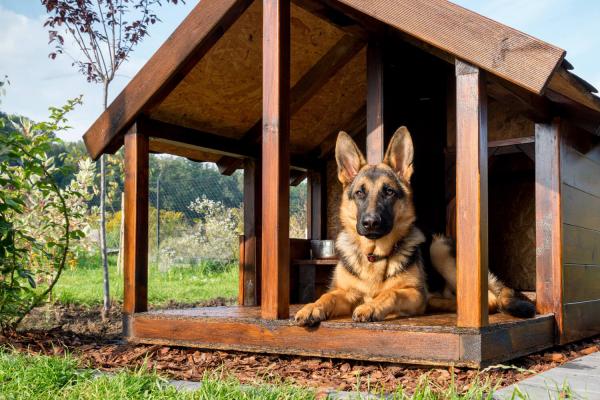 Club e Pensioni per Animali