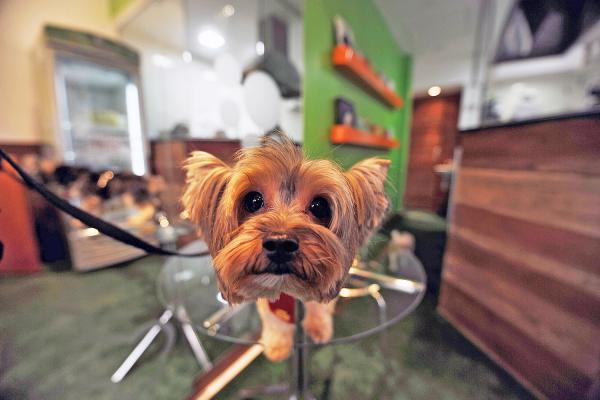 Ristoranti pet friendly