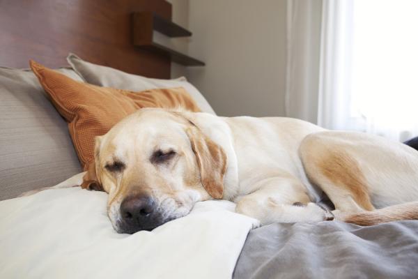 Strutture per viaggi e vacanze pet friendly